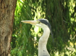 SX18757 Grey heron (Ardea cinerea) in Regent's Park, London.jpg